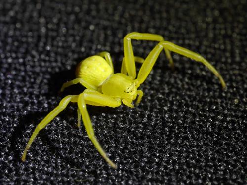 Misumena vatia